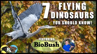 7 BIRDS You Should Know! 😄 (D.C., Maryland & Virginia) Ft. BioBush by Koaw Nature 782 views 3 years ago 10 minutes, 57 seconds