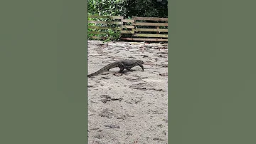 A Dancing Monitor Lizard while walking #shortvideo #nature #Park  #forest #monitorlizard #wildlife