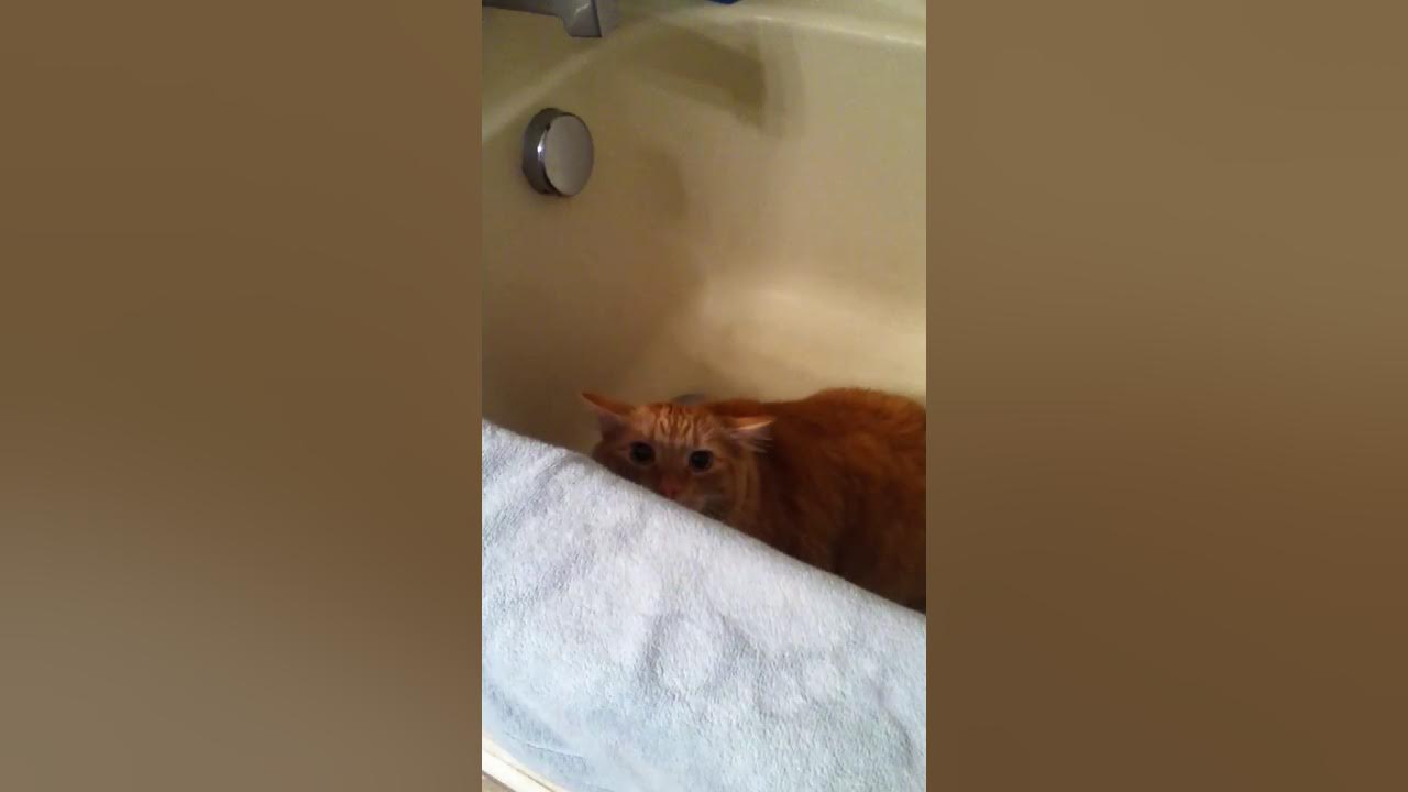 Shower Cat Jump Scare YouTube