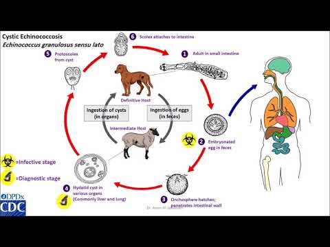 Echinococcus granulosus life cycle