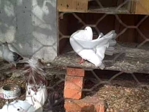 American Fantail Pigeon_2 