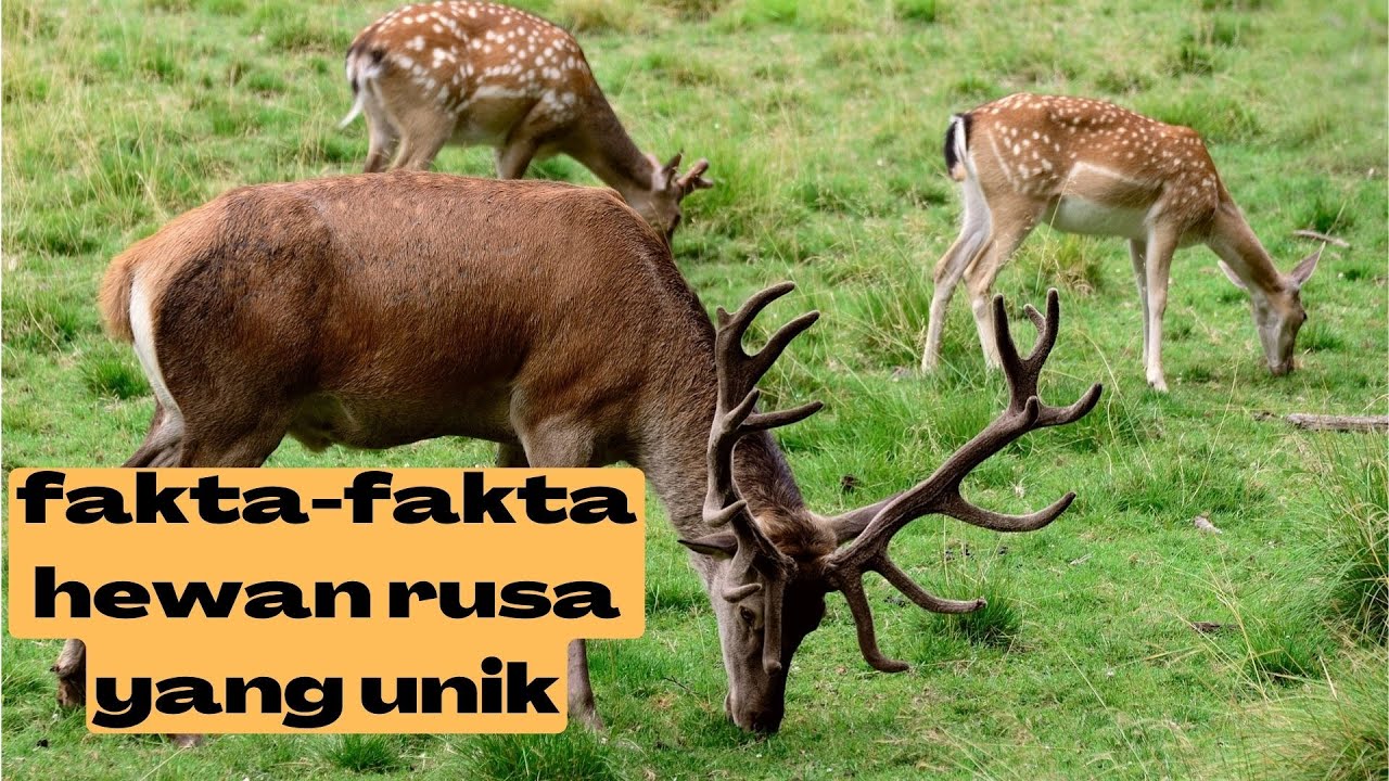 FAKTA-FAKTA BINATANG RUSA YANG UNIK DAN ANEH...? - YouTube