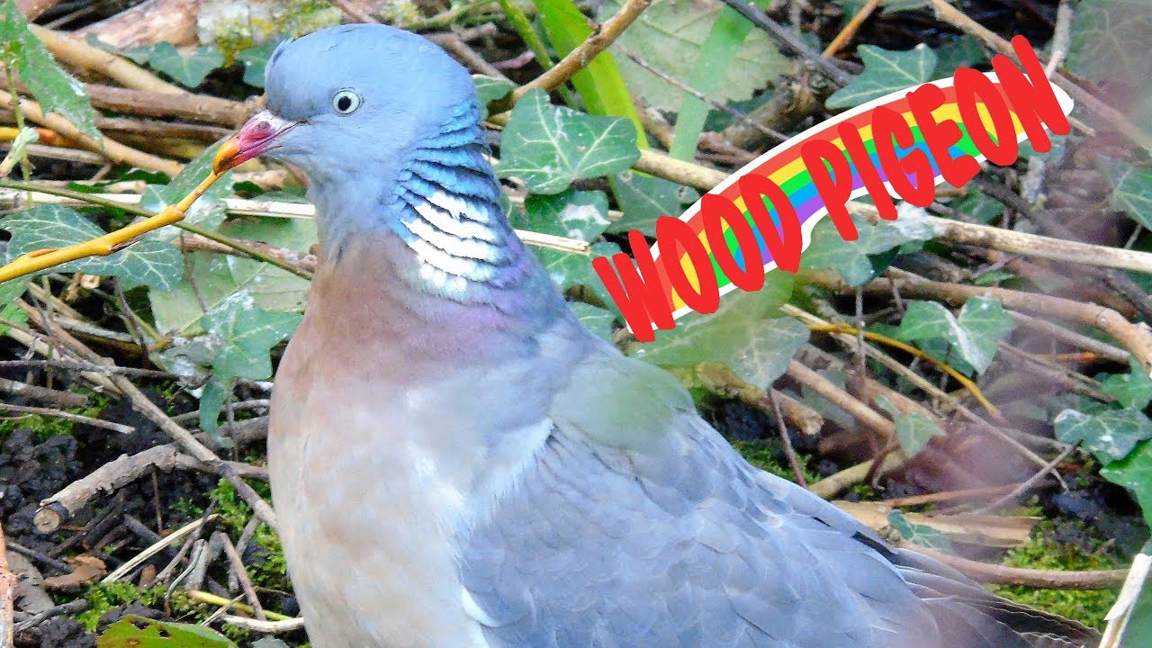 Common Wood Pigeon 
