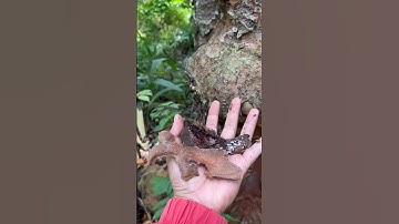 The bark of the resin tree #survival #outdoors #army