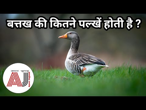 वीडियो: कस्तूरी बतख के बारे में आपको क्या जानने की जरूरत है