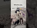 We are here for you #puppy #dog #chihuahua #funnyvideo #funnyshorts #viralshorts #roblox #minecraft