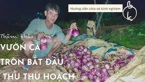 THU HOẠCH CÀ TÍM TRÒN CỦA BẠN TÂM