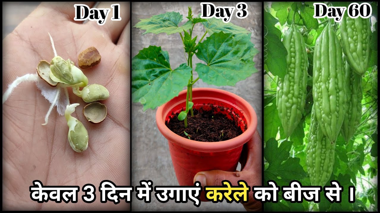 Fastest Way To Germinate Bitter Gourd Seeds म त र 3 द न म उग ऐ कर ल क ब ज Youtube