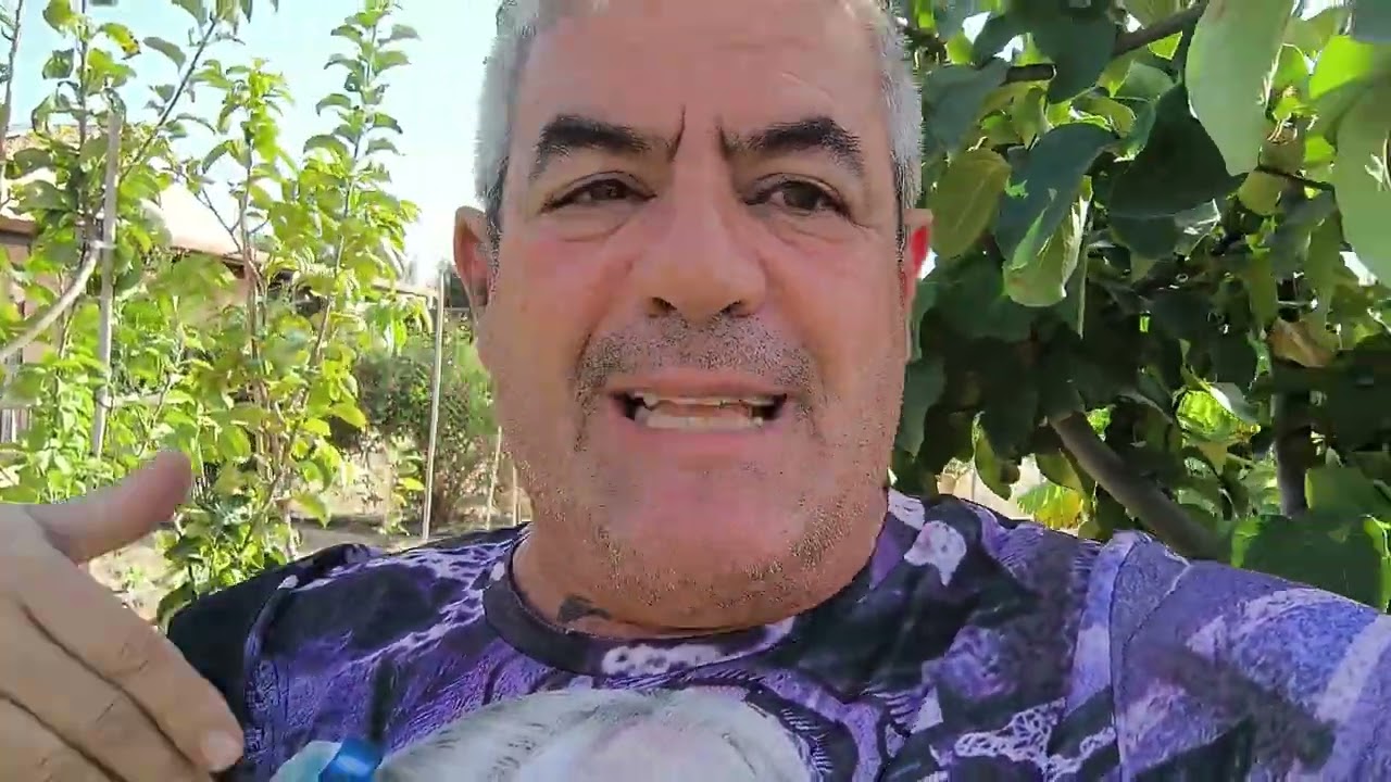 Como podar tu albaricoquero para tener unos buenos resultados ( aclaración de dudas)