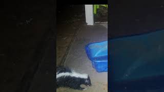 Wet Skunk on my Patio 4