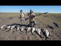 Hunting Geese in August with My New Shotgun!! North Dakota Honkers