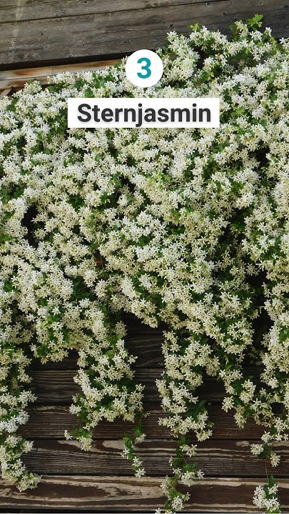 4 rankende Pflanzen für deinen Garten 🌿 YouTube