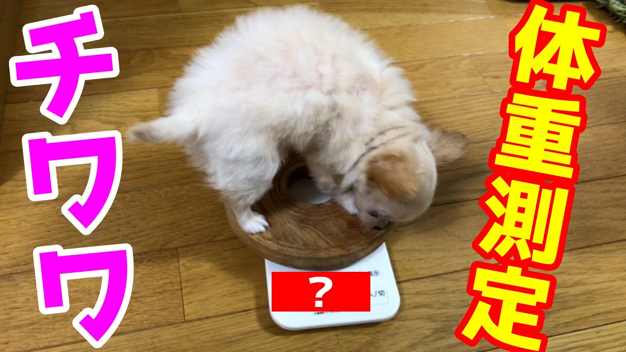 生後2ヶ月半のチワワの子犬の身体測定をしました Body Measurements Of Two And A Half Months Old Chihuahua Puppies 19 Youtube