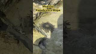 Медузы Карибского Моря