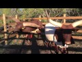 DBR General Patton Watusi Bull