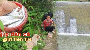 câu cá  mương bằng thẻo  7 lưỡi  quá hiệu quả |buổi chiều câu cá của hai chú cháu