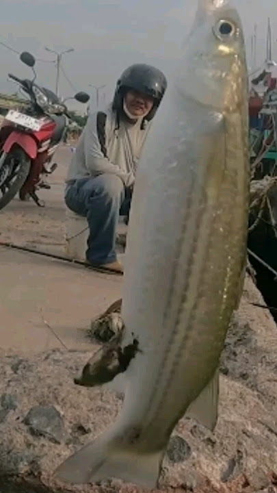 BABUN ! Mancing Belanak #mulletfishing