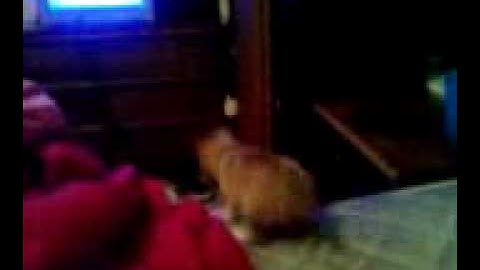 kurumi using battle orders