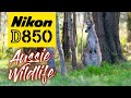 Nikon D850 Wildlife Photography | Tinchi Tamba Wetlands | Australia