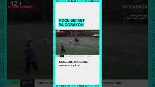 В Москве, лось бегает за собакой и на это смотрят люди