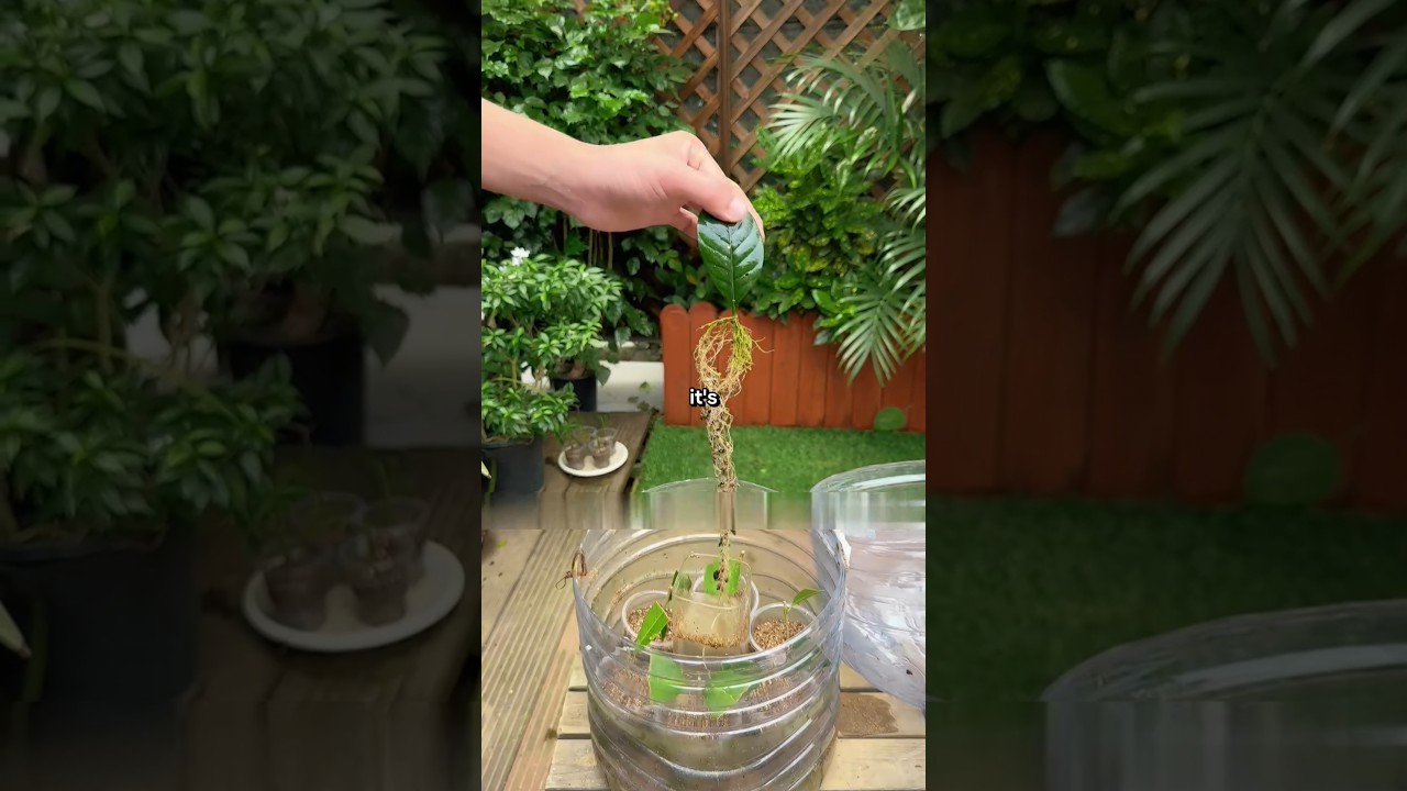 The magic tool for flower cuttings in autumn 