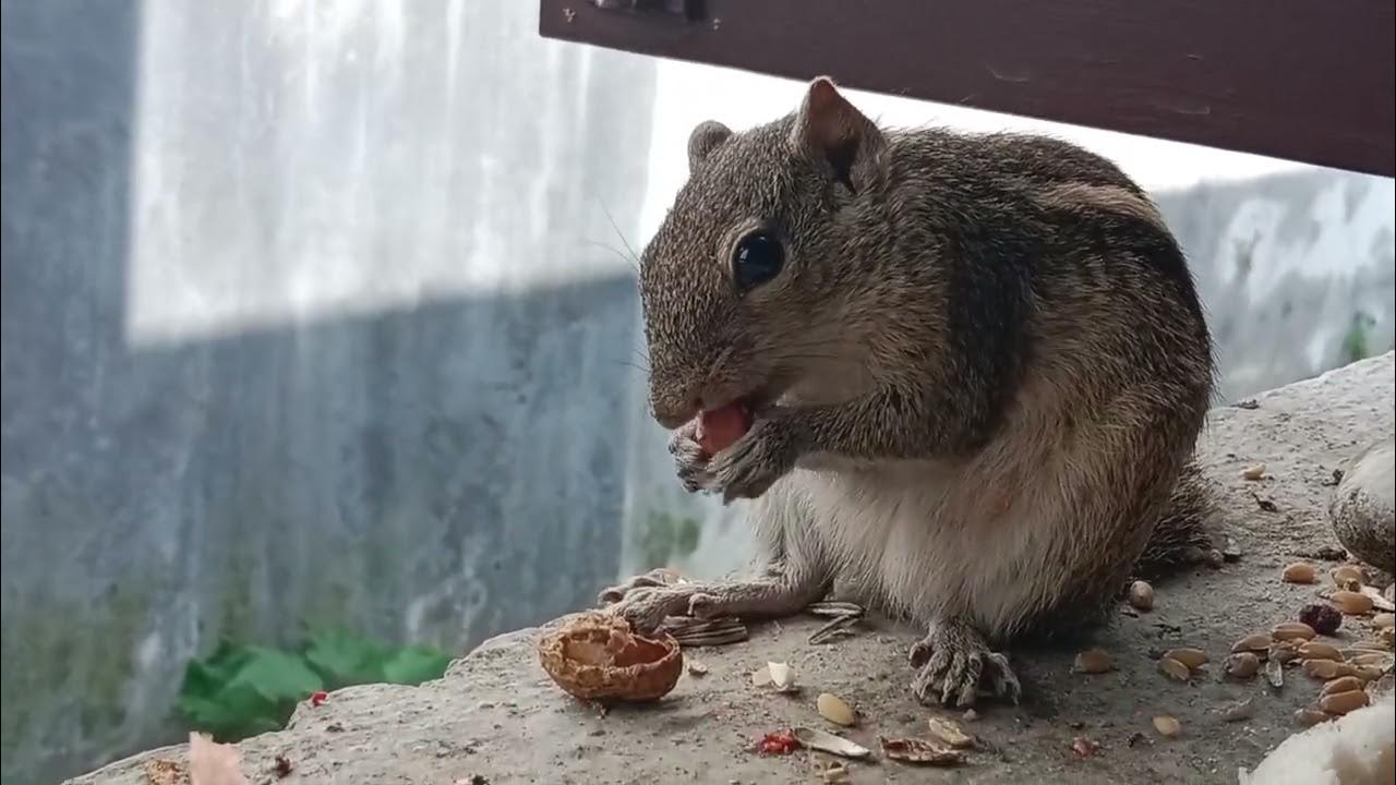Difference between Chipmunks and Indian palm Squirrels - YouTube