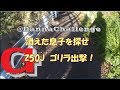 dcrg176　消えた息子を探せ Z50Jゴリラ出撃！