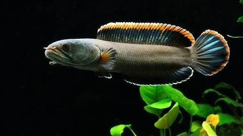 Cá lóc vây xanh limbata - 1 dòng cá lóc cảnh đẹp, giá bình dân dễ tiếp cận