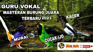 kombinasi burung juara murai batu vs Kacer vs cucak ijo Gacor