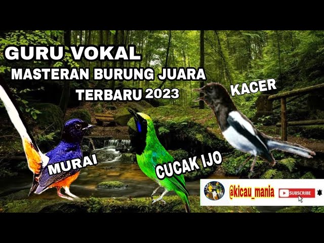 kombinasi burung juara murai batu vs Kacer vs cucak ijo Gacor class=