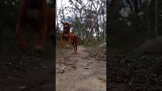 My Ridgeback Loki hits the ground (hard) running (slow motion)  #ridgeback #dog #slowmotion