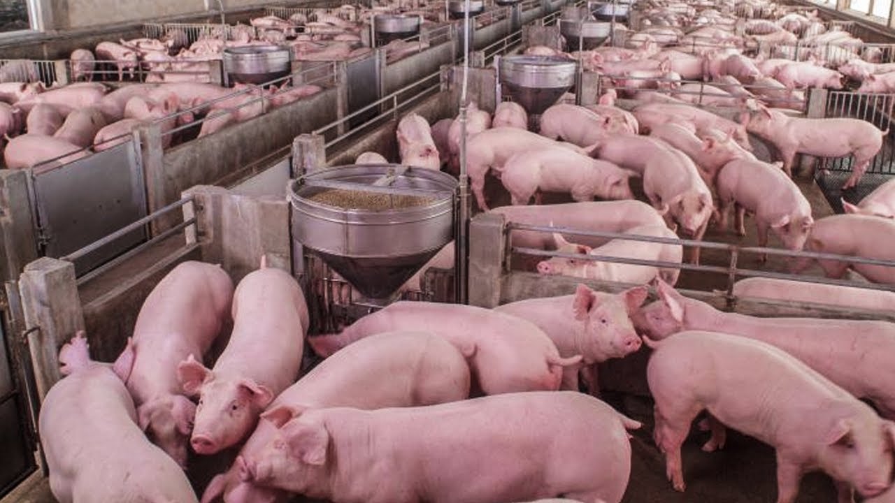 China s Insanely Huge Pig Skyscraper YouTube China s Insanely Huge Pig Skyscraper YouTube