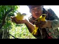 Download Pikat Burung Kepodang Dapat banyak Pikat Burung Kepodang Dapat banyak