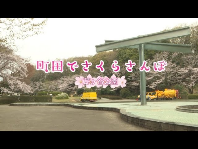 町田さくらチャンネル 今日のさくら 芹ヶ谷公園 21 03 25 Youtube 町田さくらチャンネル 今日のさくら 芹ヶ谷公園 21 03 25 Youtube