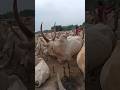 3.000 Vacas e um Pesadelo: O Desafio Extremo da Tribo Mundari! 🐄🚫#shorts