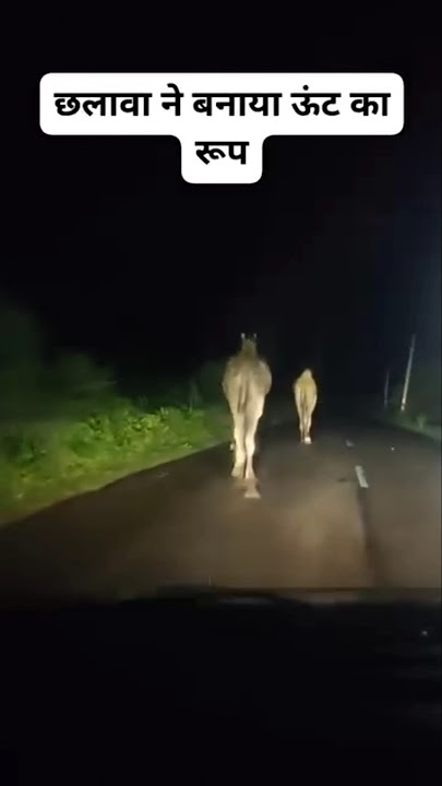 Chhalava 🐪