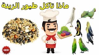 أكل العصافير للمبتدئين والبديل له عن تجربة