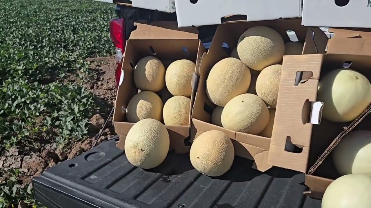 06-13-2025  Live From The Fields:  Markon First Crop Melons