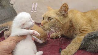 Foster Mom Cat Gets SCARED when she sees a 10 Day Old Kitten, POOR KITTEN Nursed by Foster MOM CAT