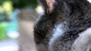 Cat staring.