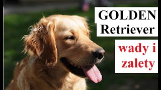 GOLDEN Retriever   wady i zalety