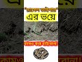 #রাসেলভাইপার আতংক সারাদেশে!🐍 সেই আতংকে আমিও টুলের উপরে 😂 #shorts #mitaliagro