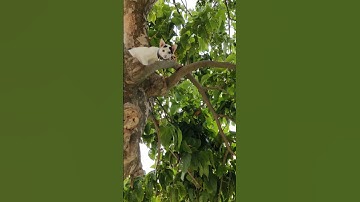 Cats love climbing trees #shorts