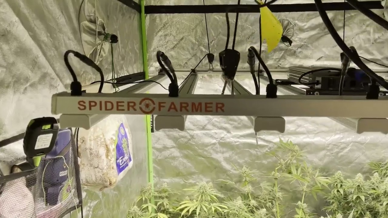 AK47 Autoflowering Growers Choice Cannabis Indoor grow  Primordial Solutions Growers Choice Cannabis