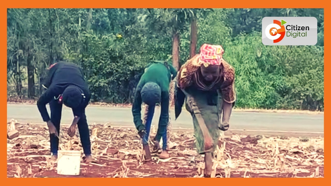Farmers start planting after a prolonged wait for rains comes to end ...