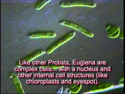 Wideo: Jak je euglena?