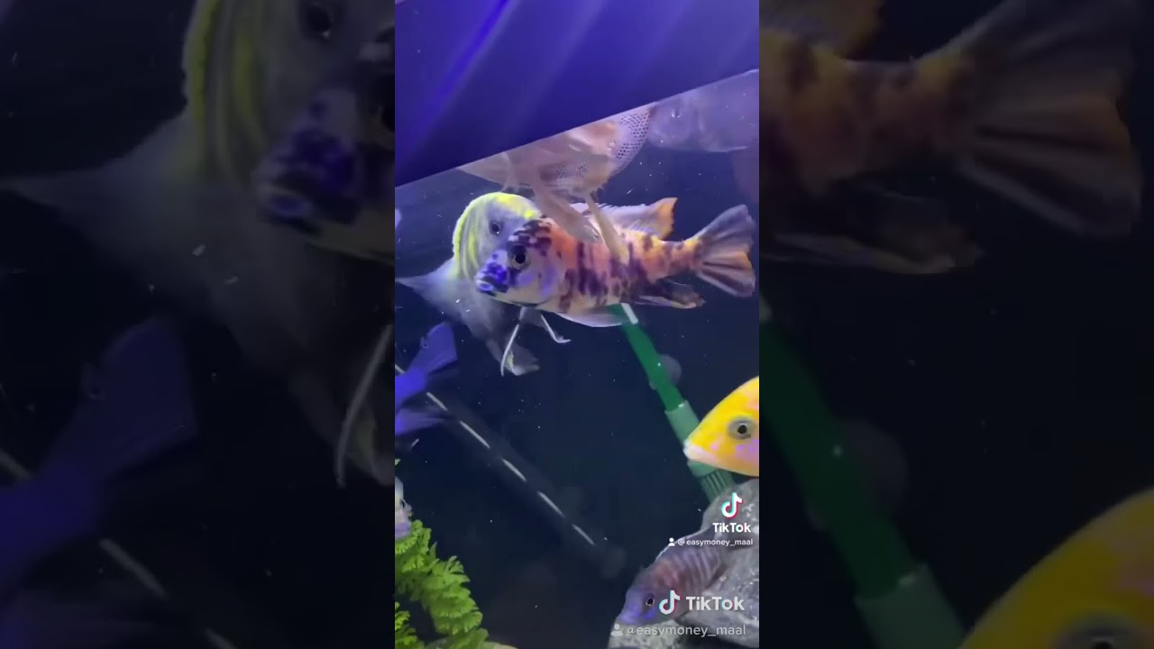 Feeding my African cichlids live bait 😳🔥🔥🔥
