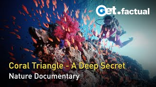 Nature's Greatest Secret  The Coral Triangle | Full Documentary Episode 1