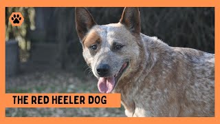 Red Heeler Dog:  Everything You Need to Know