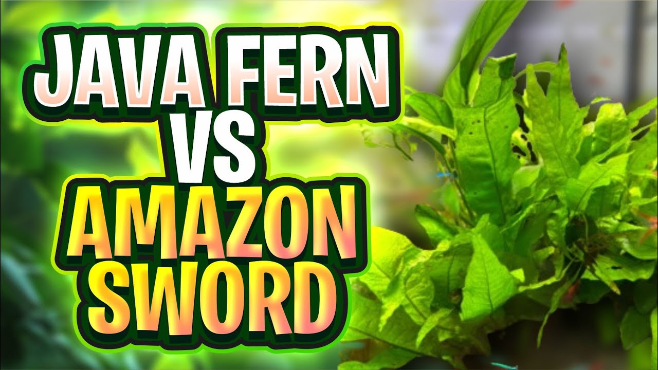 Java Fern Vs Amazon Sword: Which Plant Is Best For You?